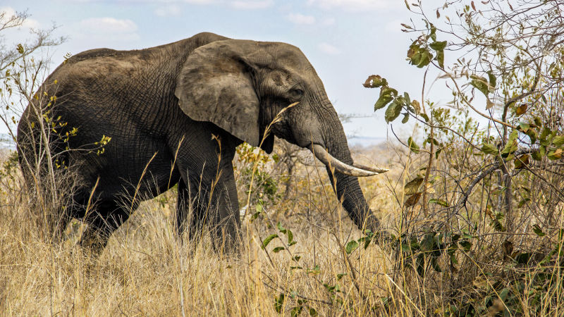 2017 Safari in Sud Africa e Mauritius