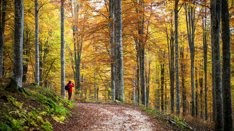 2024 Foliage all'Altopiano del Cansiglio