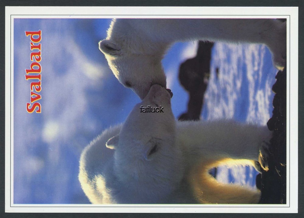Norway Polar 07: Polar bears. Svalbard. Big format. Aune F-13455-9. Unused.