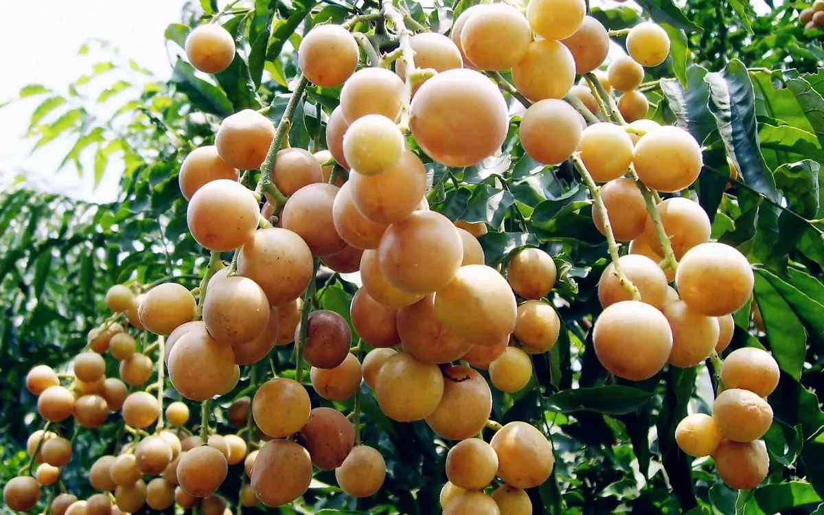 hong-bi-16294690244801348836345-0-0-1250-2000-crop-16294690295442124269697.webp
