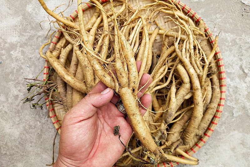 cay-dang-sam-bac-co-cong-dung-chua-nhieu-loai-benh.jpg