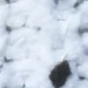 Var bianco lana
