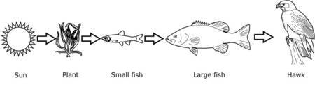 live learning game show Biology Diagrams