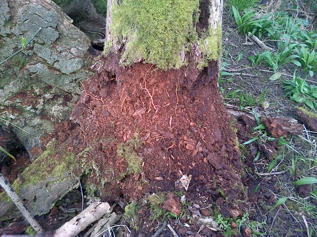 Gimkit live learning game show