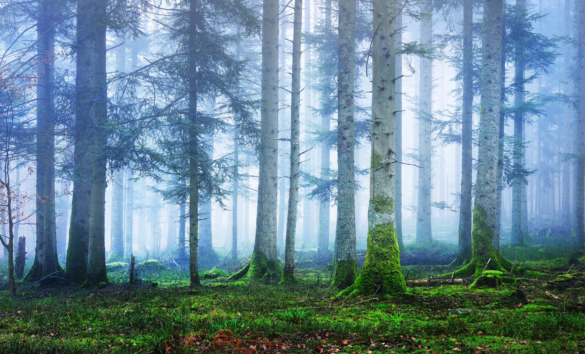 Foggy Forest - Blue