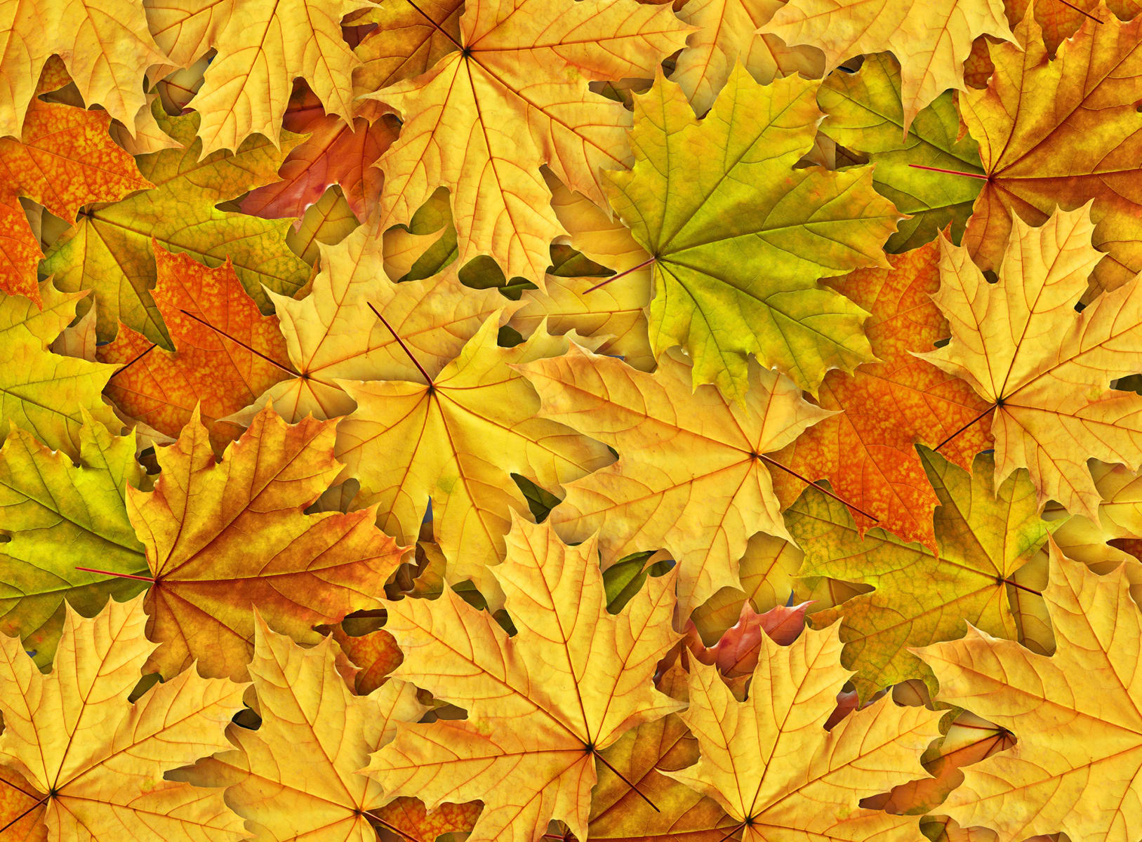 Autumn Leaves - Wallpaper | Rebel Walls