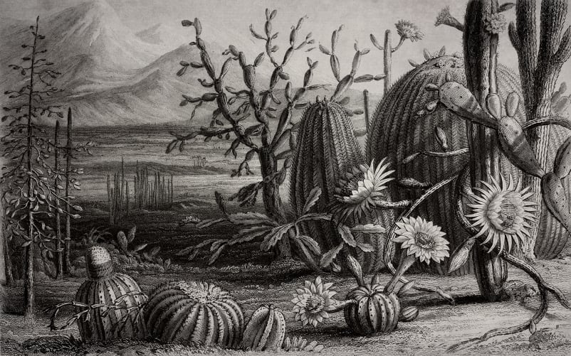 Paysage de cactus en noir et blanc