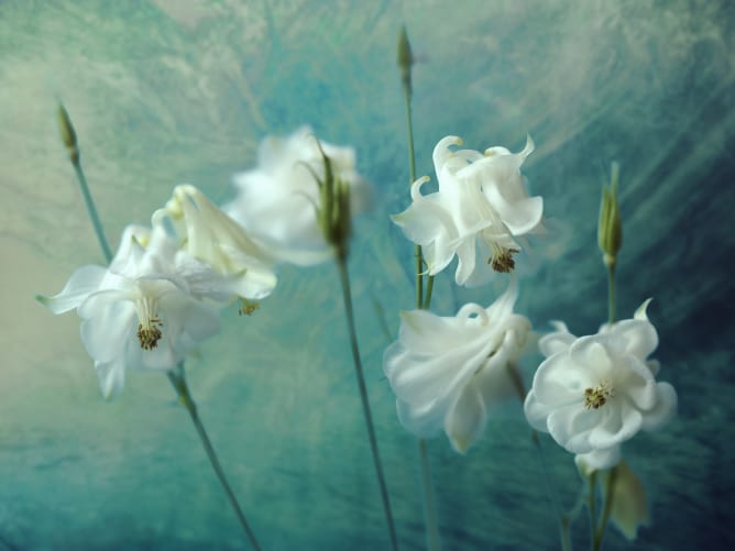Aquilegia Flower