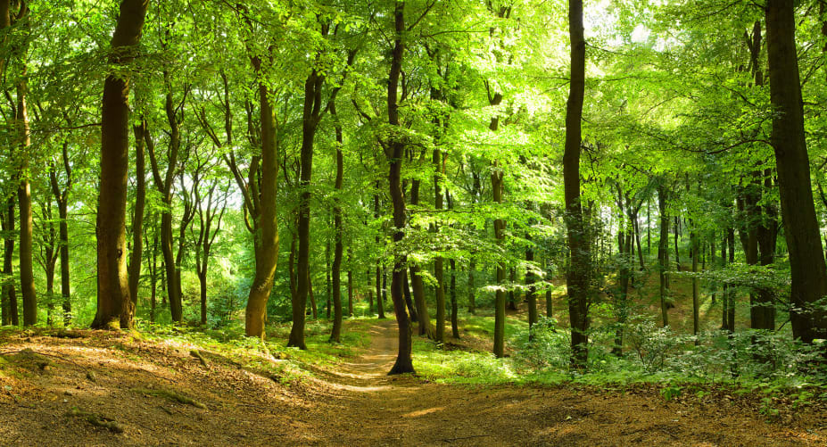 forest wallpaper roll