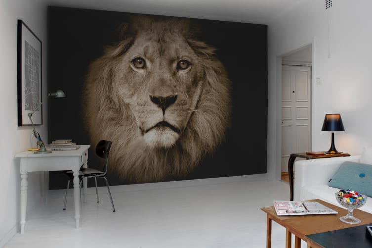 cool lion pictures wallpapers