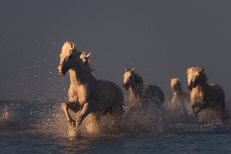 wild horses wallpaper hd