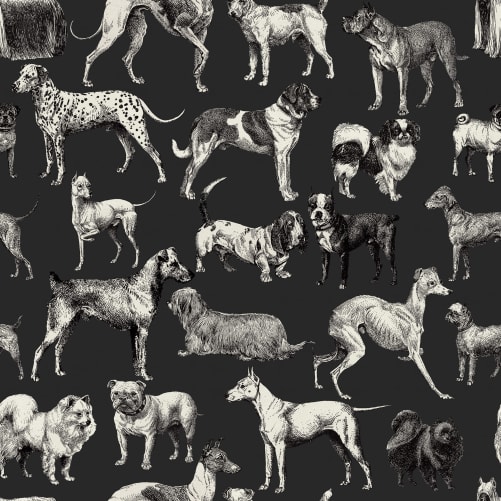 mad dogs framed animals wallpaper