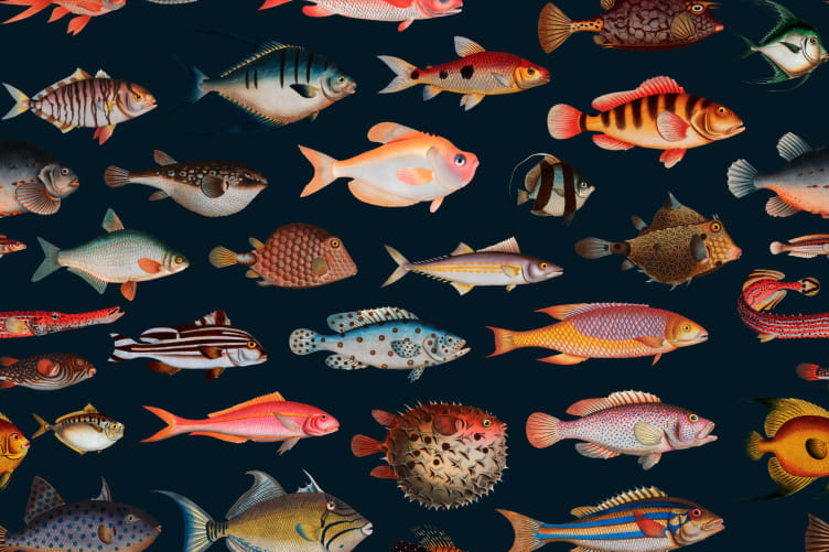 wallpaper fish design