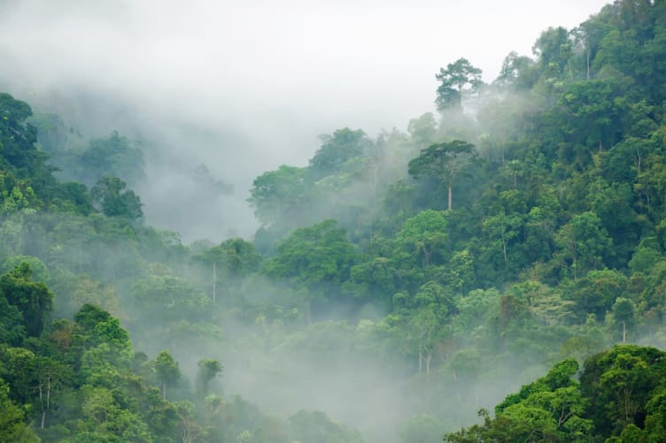 rainforest wallpaper mural