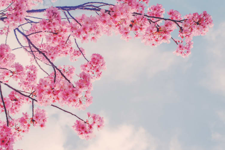 spring blossom tree wallpaper