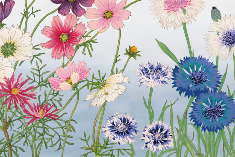 Cosmos Japanese Watercolor Floral Mural - Hovia