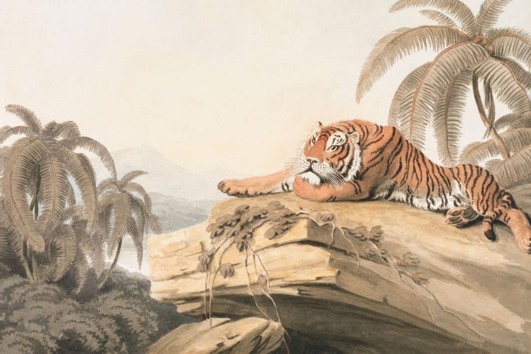 Illustrated Tropical Landscape Tiger Mural