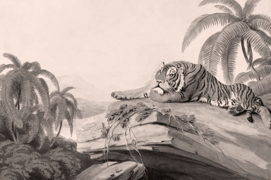 Grått illustrert tropisk landskap Tiger fototapet