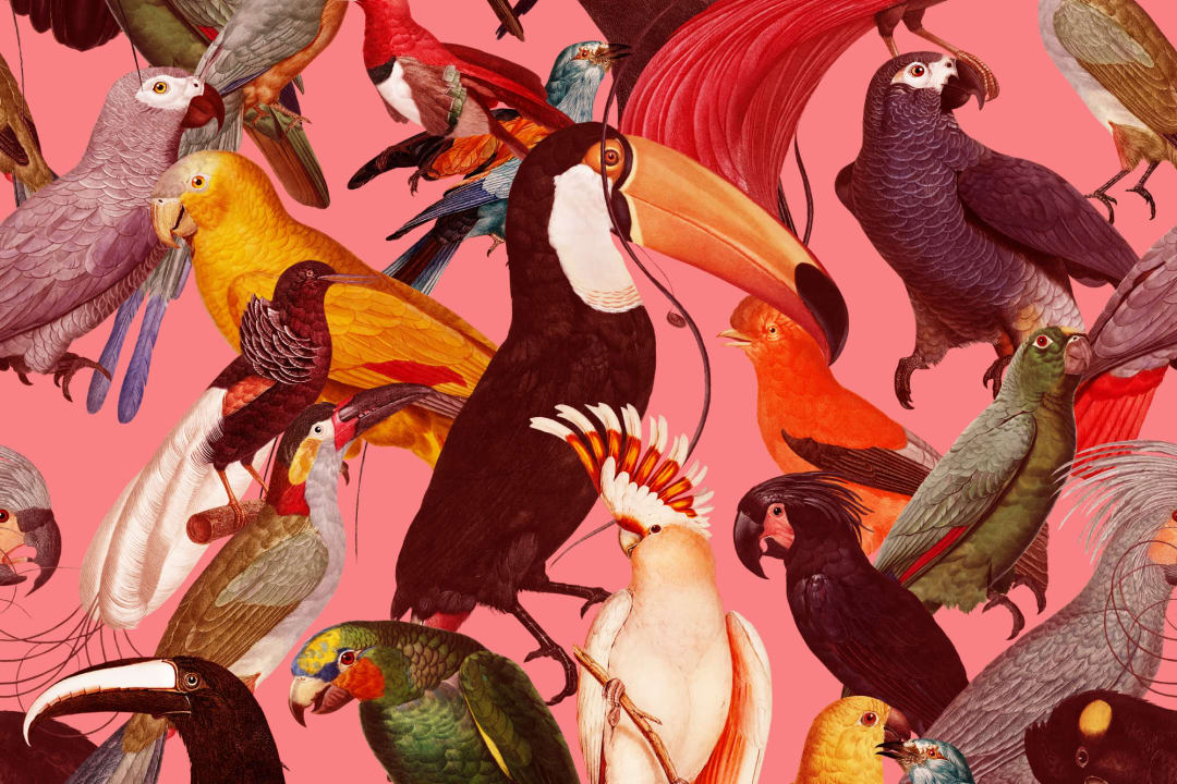 Colorful Tropical Bird Pattern Wallpaper Mural