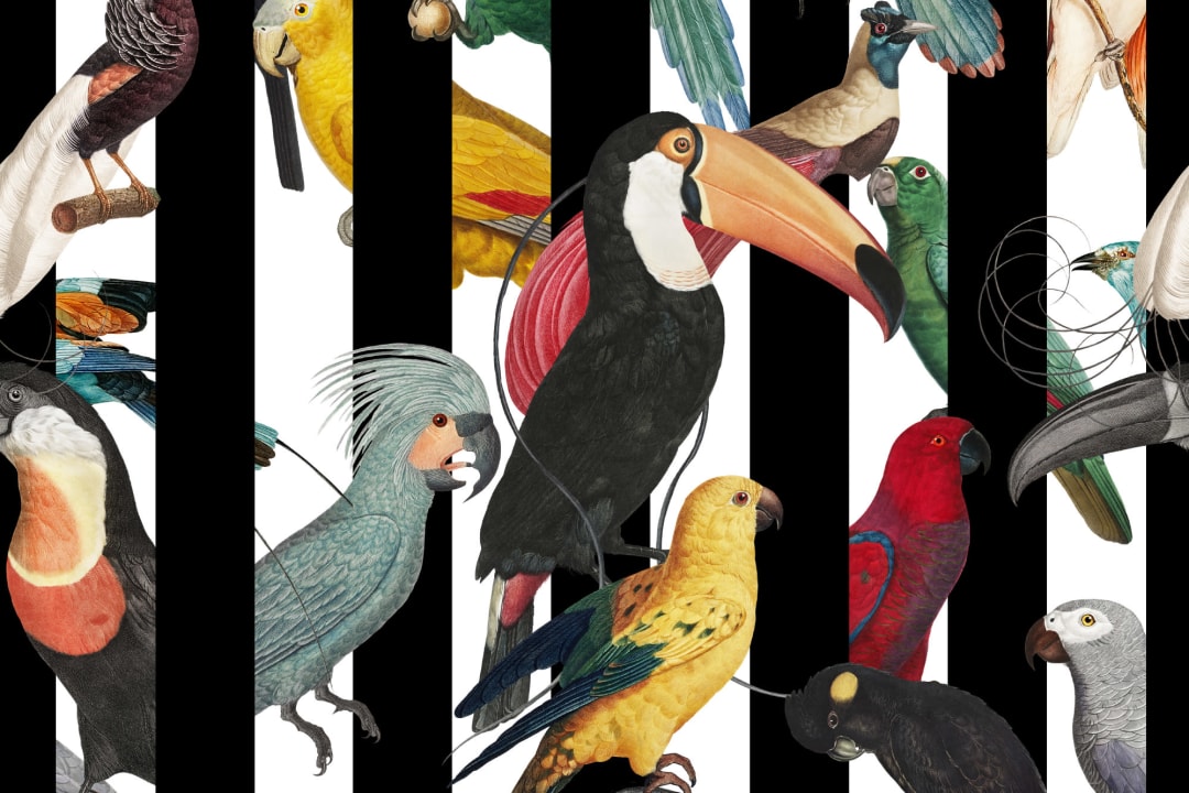 Colorful Tropical Birds & Stripes Pattern Wallpaper Mural