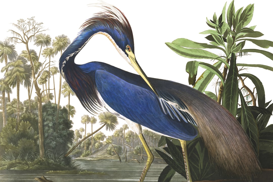 Fototapete Blauer Reiher