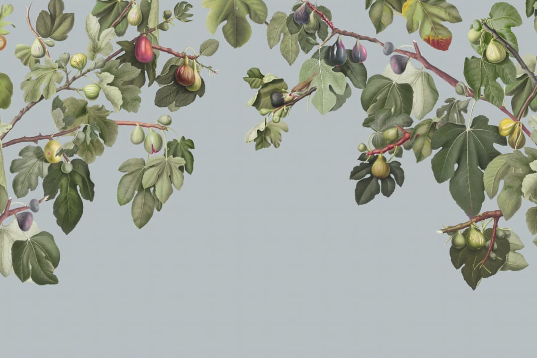 Vintage Fig Plant Botanisk Illustration Mural-tapeter på blå bakgrund