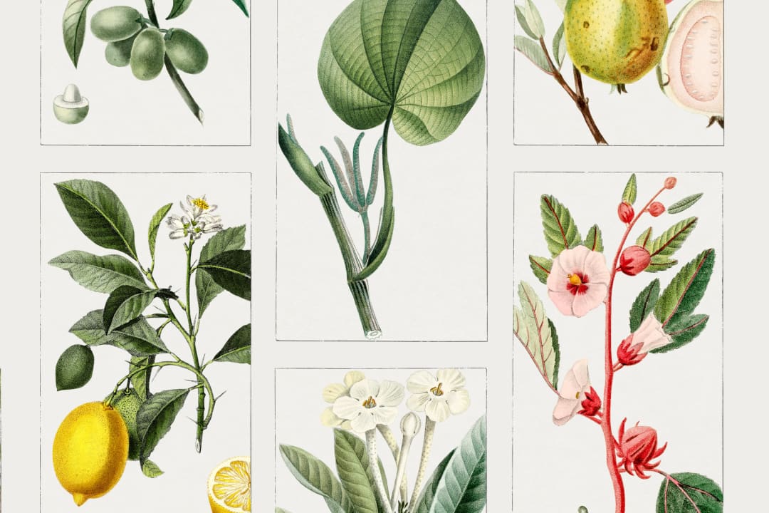 Botaniska frukter och blommor Kakelmönster Fototapet