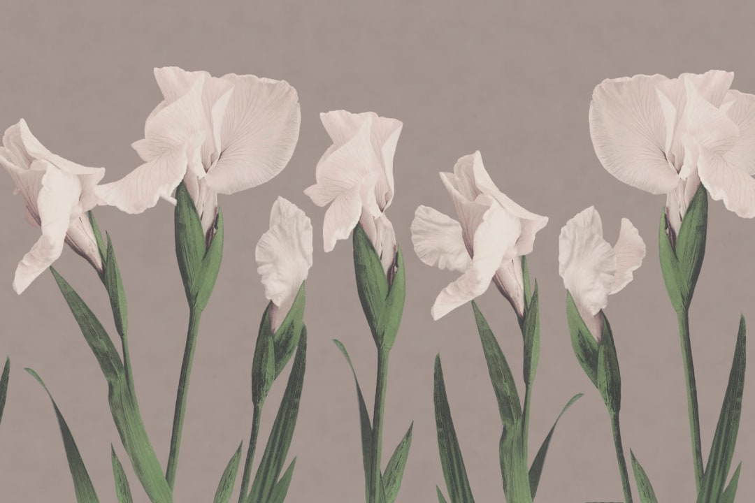Vintage Japanese Large Flower Wallpaper Mural