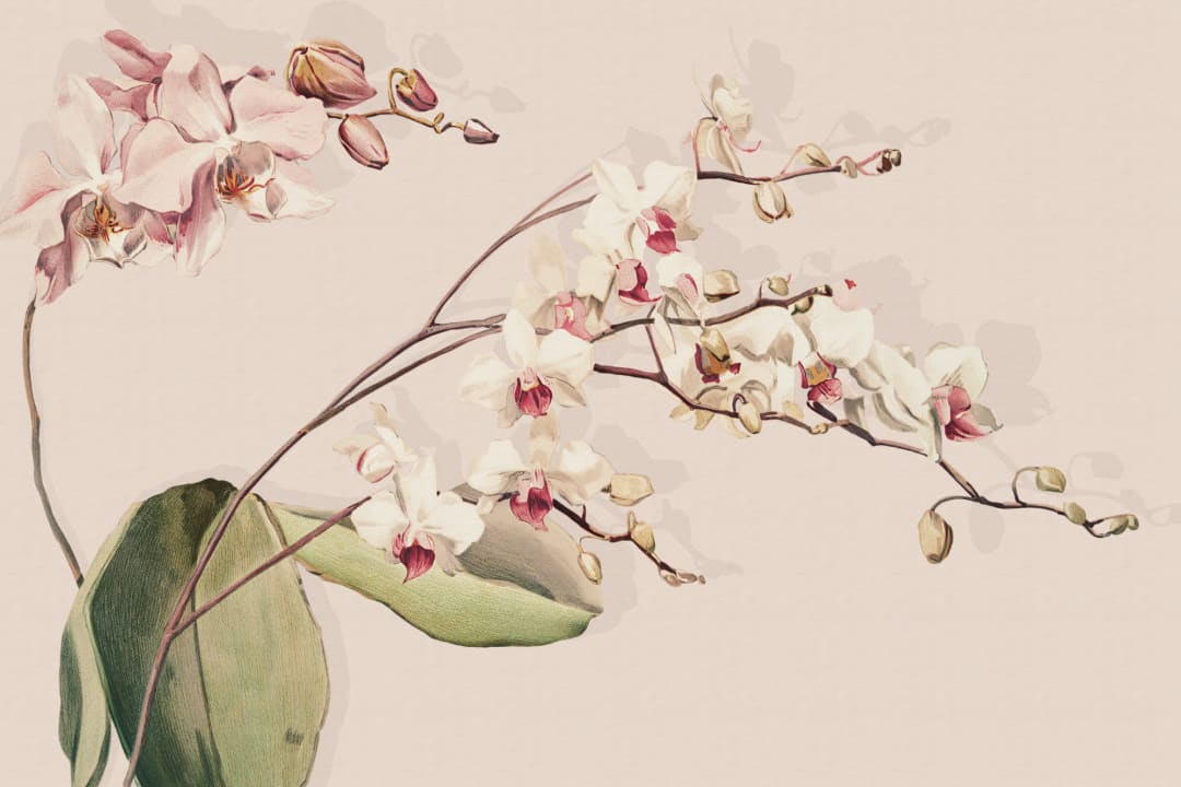 Vintage Botanical Floral Mural for Serene Spaces