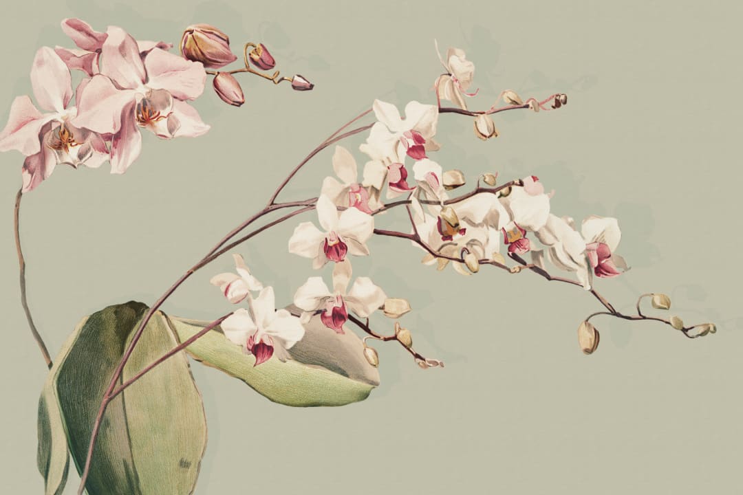 Grön botanisk elegans blommig mural-tapeter för rofyllda utrymmen