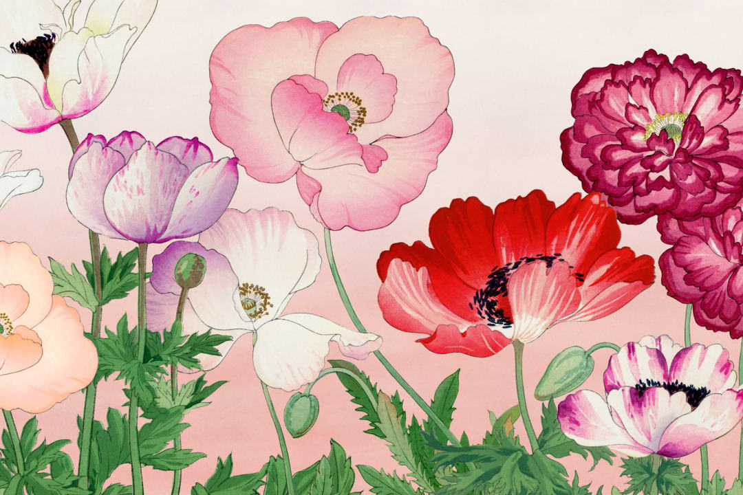 Pink Poppy Japanese Watercolor Floral Mural