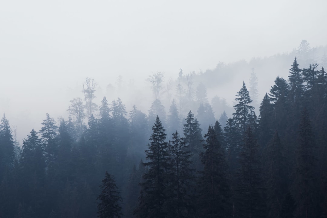 Misty Blue Ombre Forest Wallpaper Mural