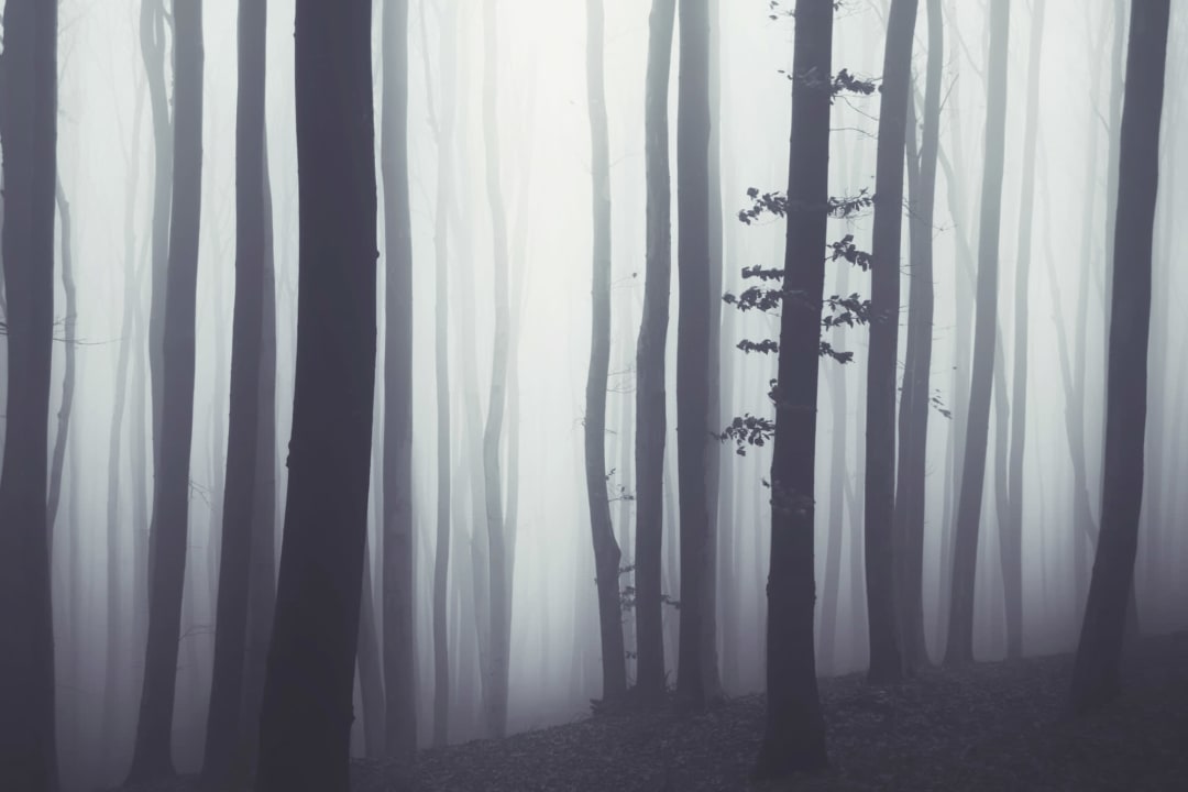 Beyond The Forest Wallpaper Mural