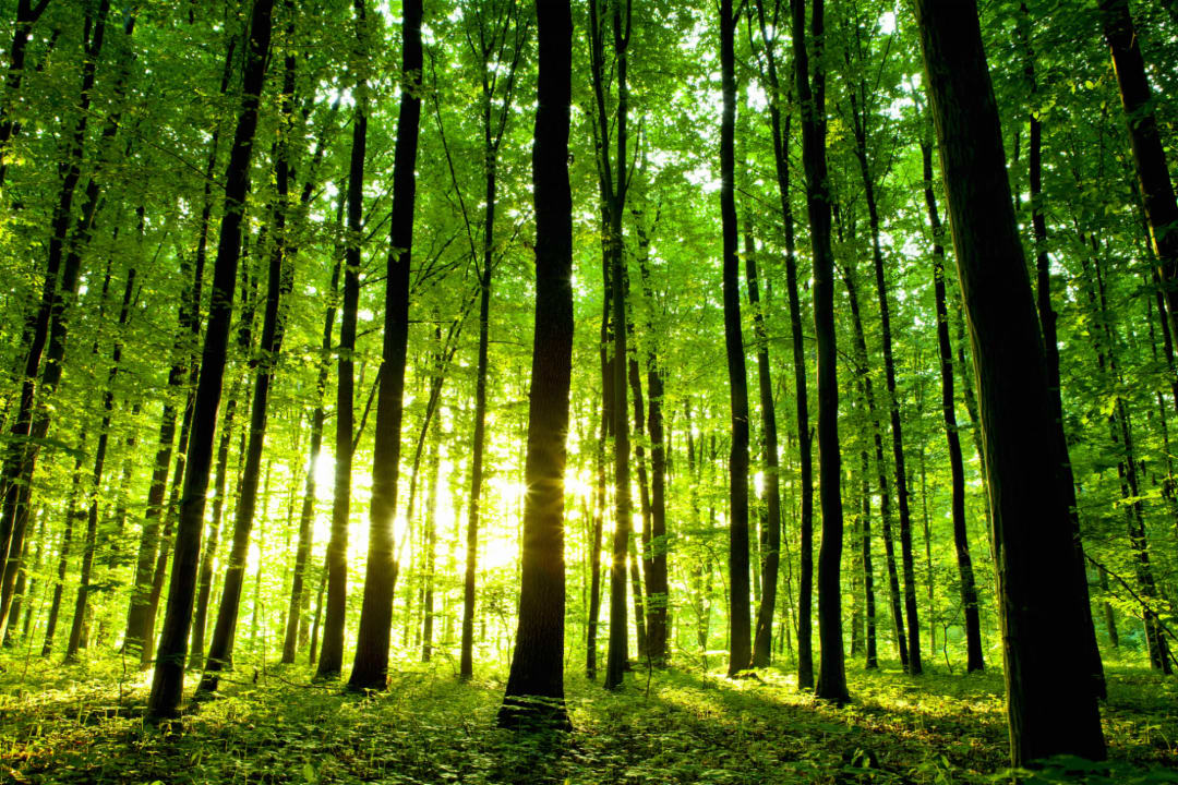 Breaking Light Green Forest Wallpaper Mural