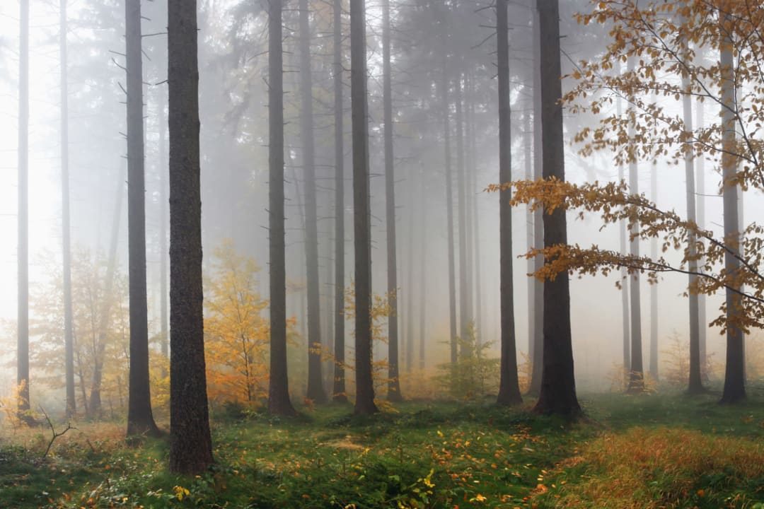 Autumn Mist Forest Wallpaper Mural