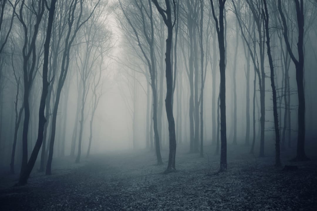 Gray Mist Forest Wallpaper Mural