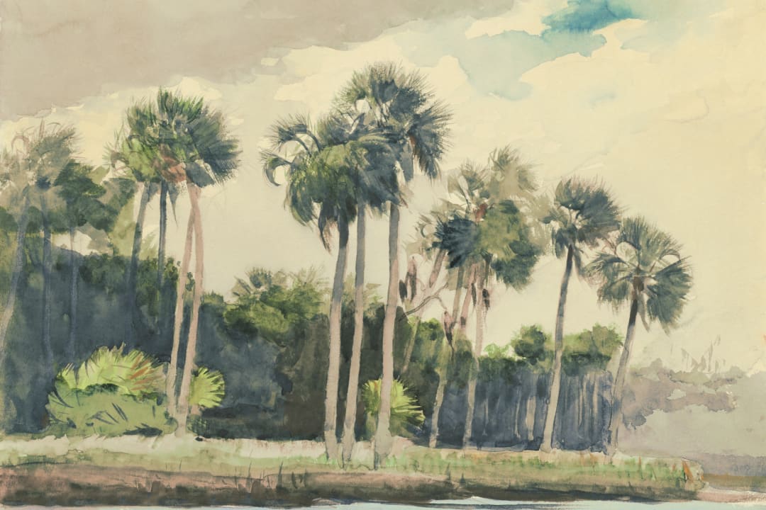 Chusan Pastel Watercolor Palm Wall Mural by Winslow Homer