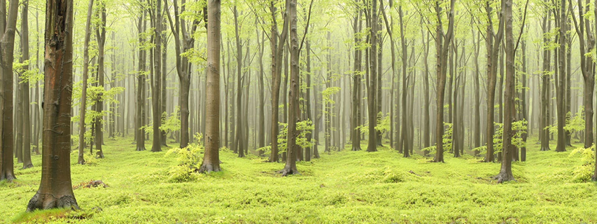 Deciduous Forest