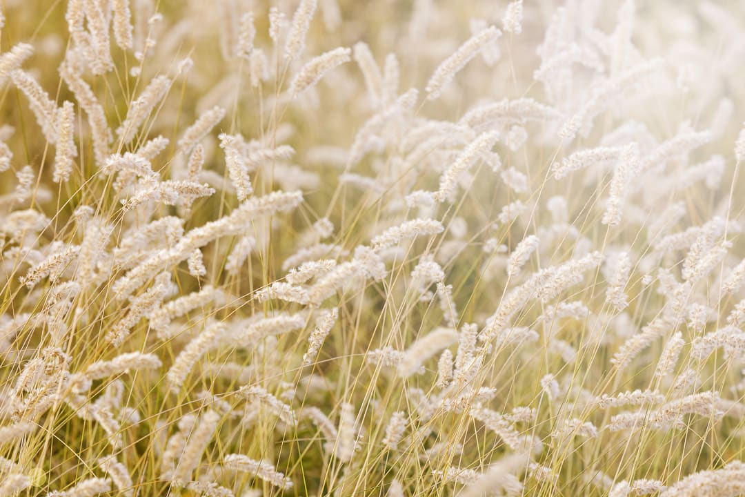 Vredige natuur muurschildering