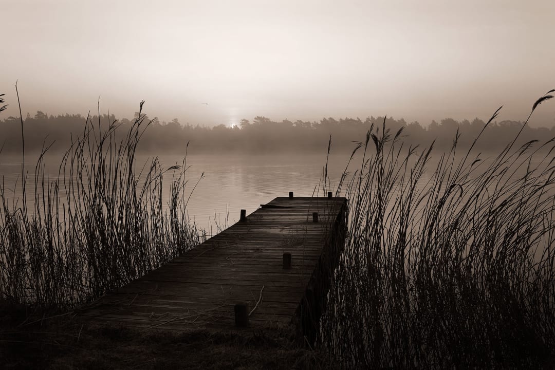 Luister naar de wind tussen het riet.