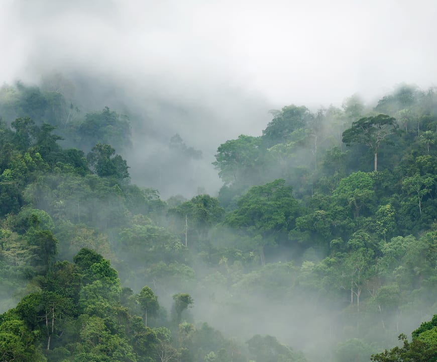 A lush rainforest wall mural