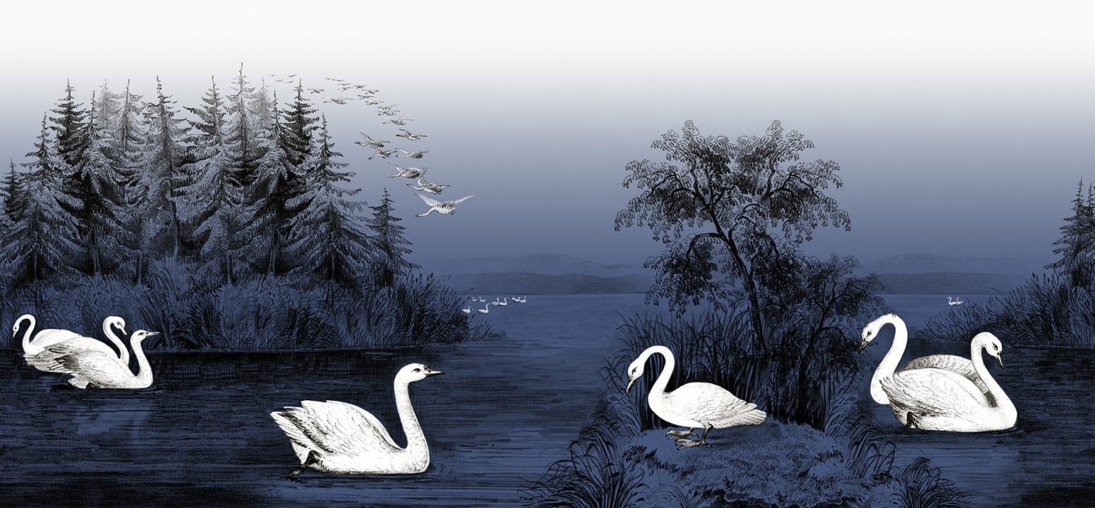Swans in the midnight blue twilight