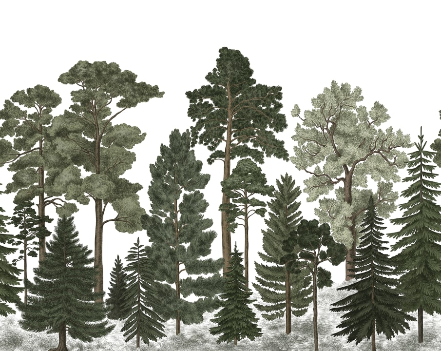 Papier peint forêt de conifères