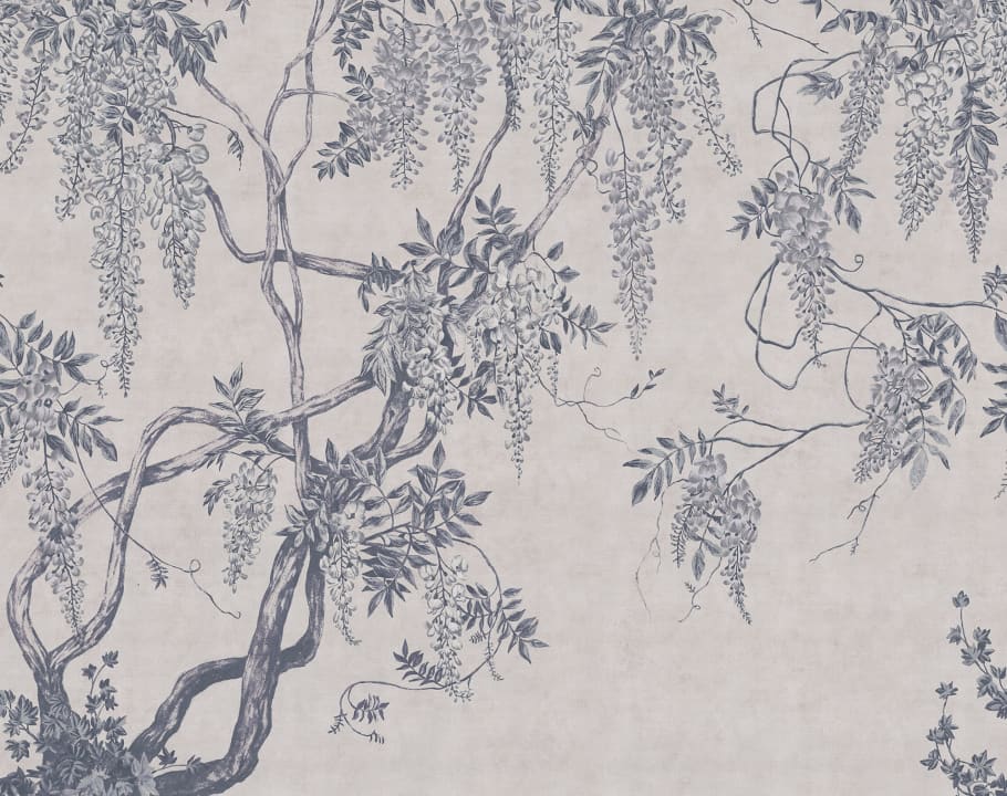 Glycine géante