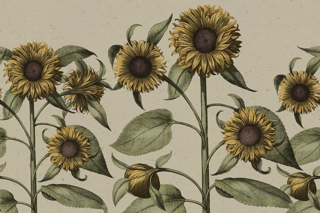 Vriendelijke maar coole zonnebloemen