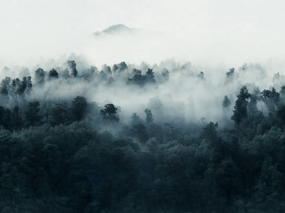 Embracing Forest