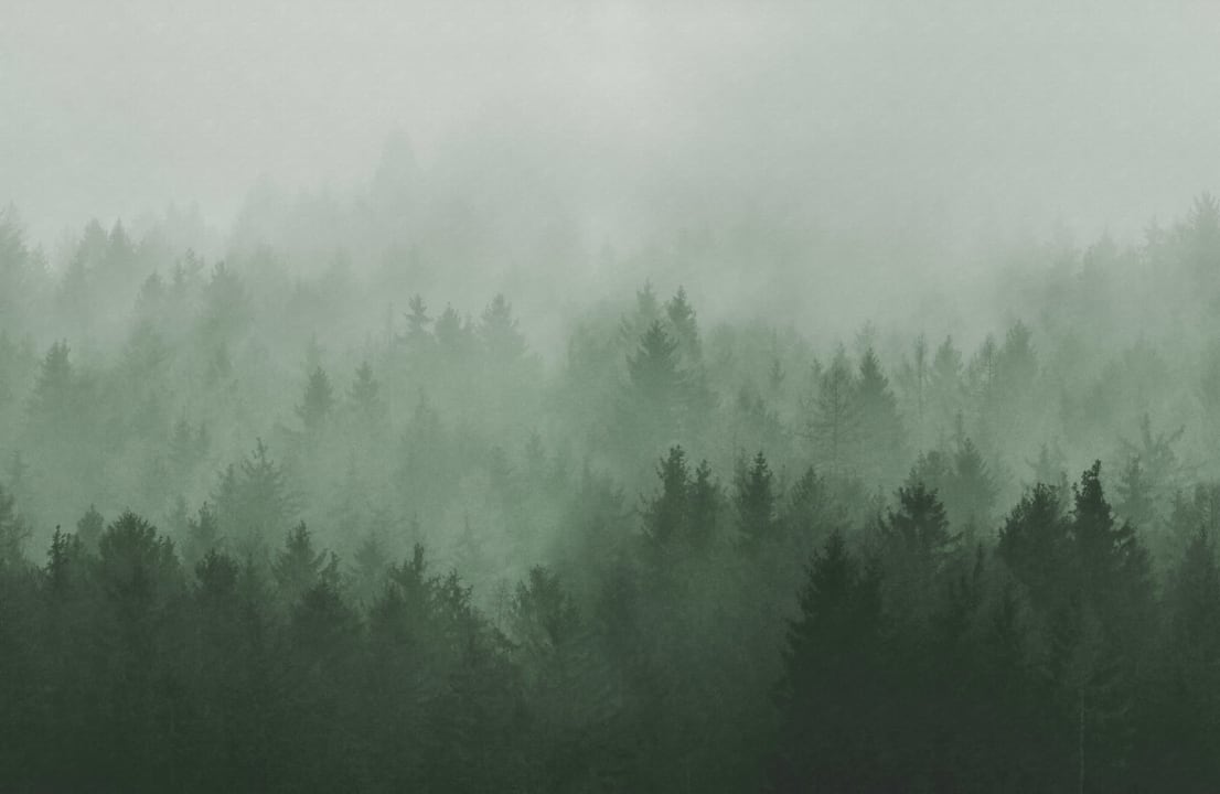 Konstnärligt skogsmotiv