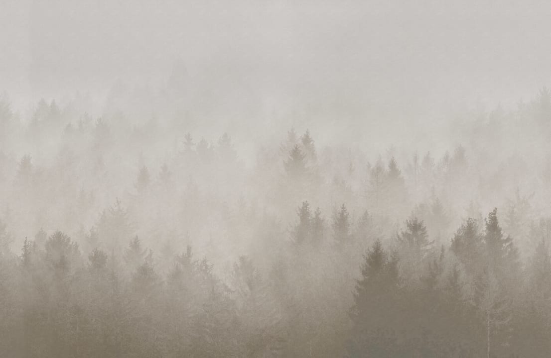 Tät mystisk skog