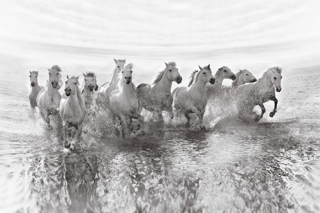Running Horses