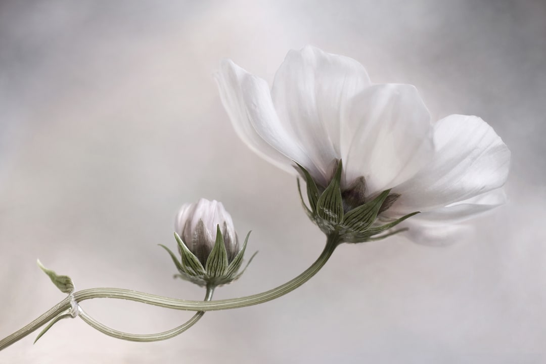 White Flower
